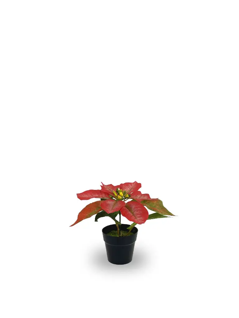 630872-T.RED.webp
