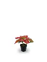 630872-T.RED.webp