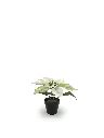 630872-CREMA.webp
