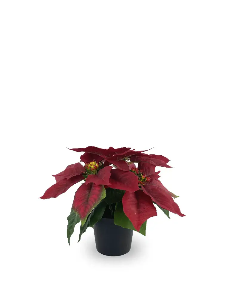 630871-RED.webp