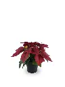 630871-RED.webp