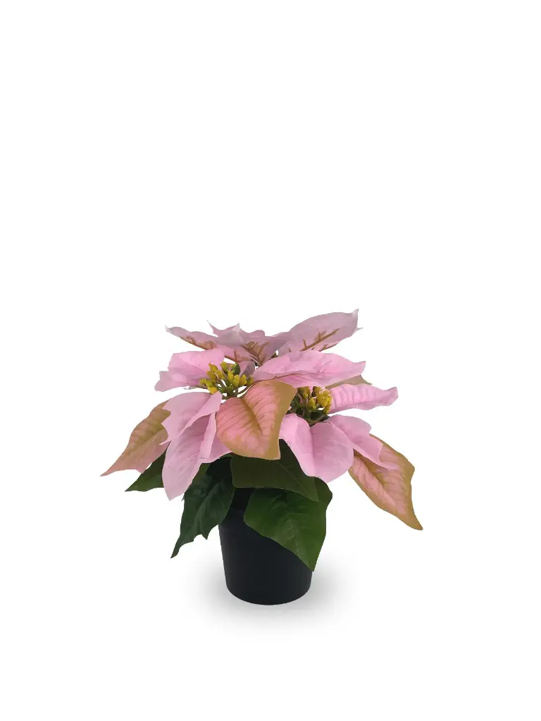630871-PINK.webp