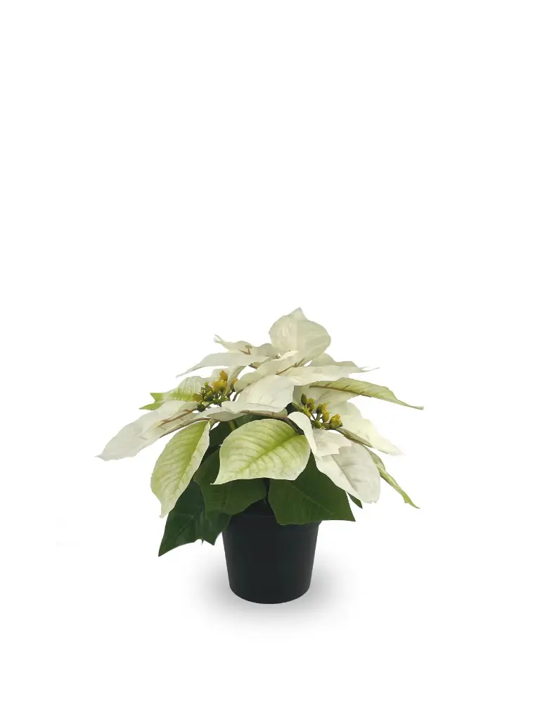 630871-CREMA.webp