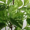 631153细节.webp