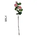 631135ROSA.webp