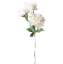 630308奶白.webp