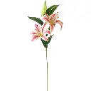 630697深粉.webp