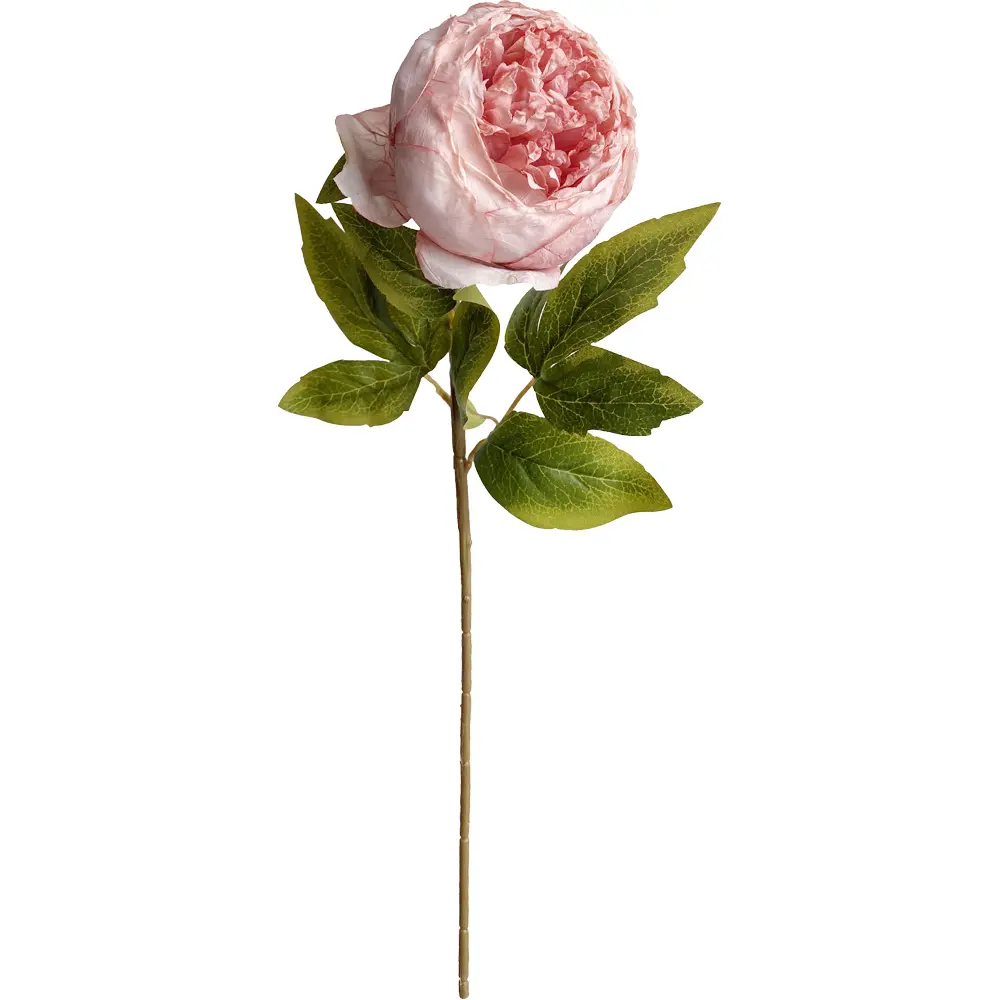630984粉.webp