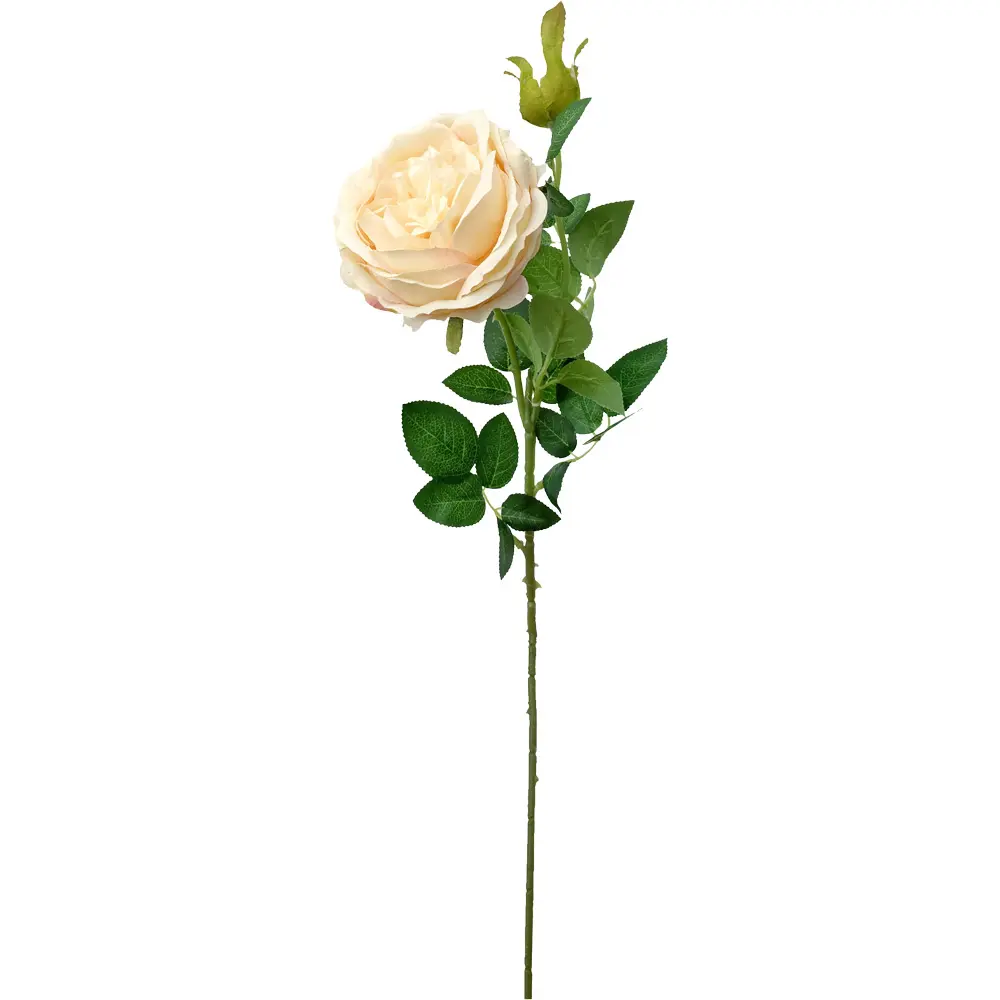 630699奶白.webp