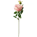 630699粉色.webp
