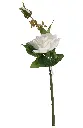 630888白色.webp