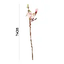 630879ROSA.webp