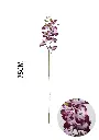 630886-魅紫.webp