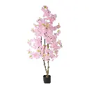 631448ROSA-1.webp