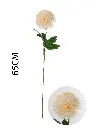 631112-香槟.webp