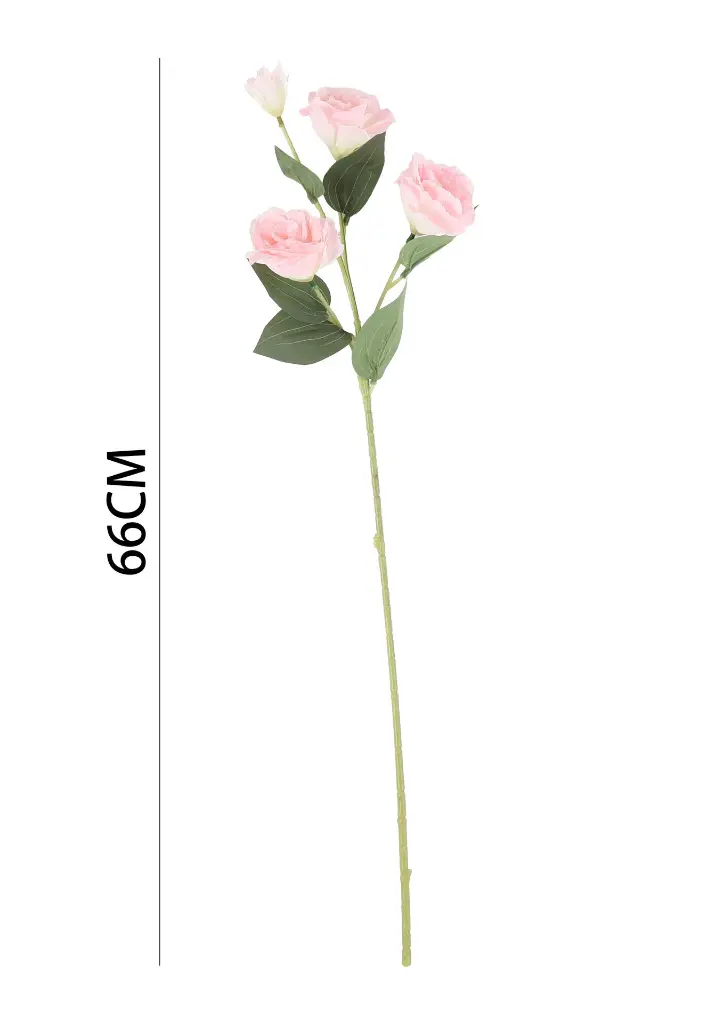 631115ROSA.webp
