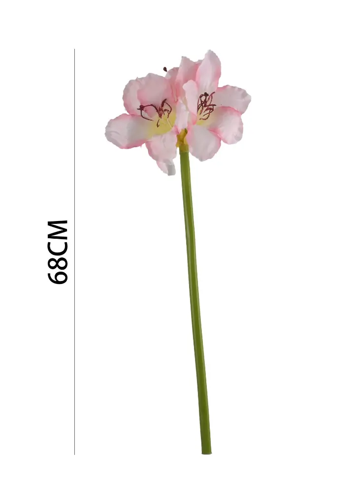 631116ROSA.webp