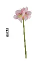 631116ROSA.webp