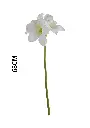 631116BLANCO.webp