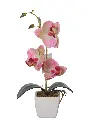 631122-粉.webp