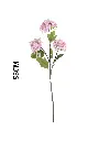 631128ROSA.webp
