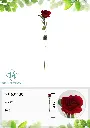 631130ROJO.webp