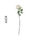 631131CHAMPAGNE.webp