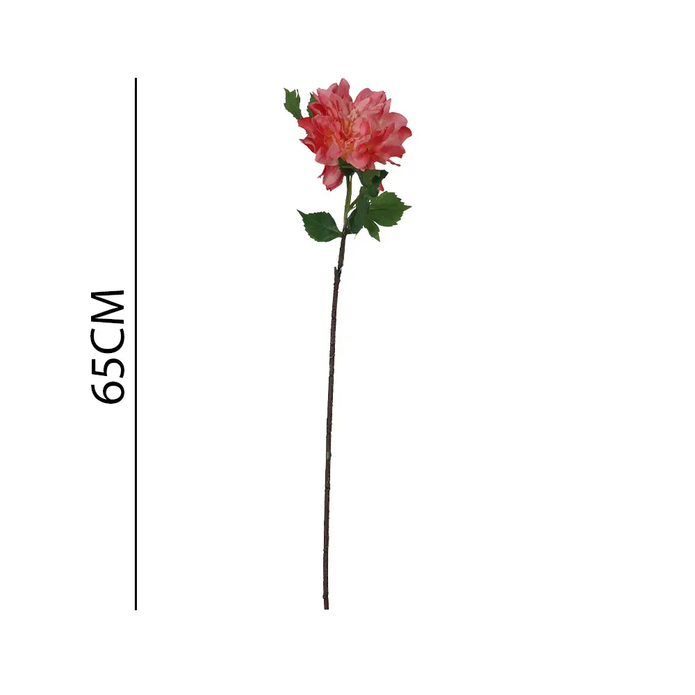 631136ROSA.webp