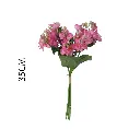 631167ROSA.webp