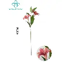 631304OSCURO.webp