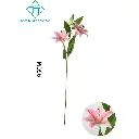 631304ROSA.webp