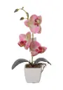 orquidea en maceta 小蝴蝶兰盆景