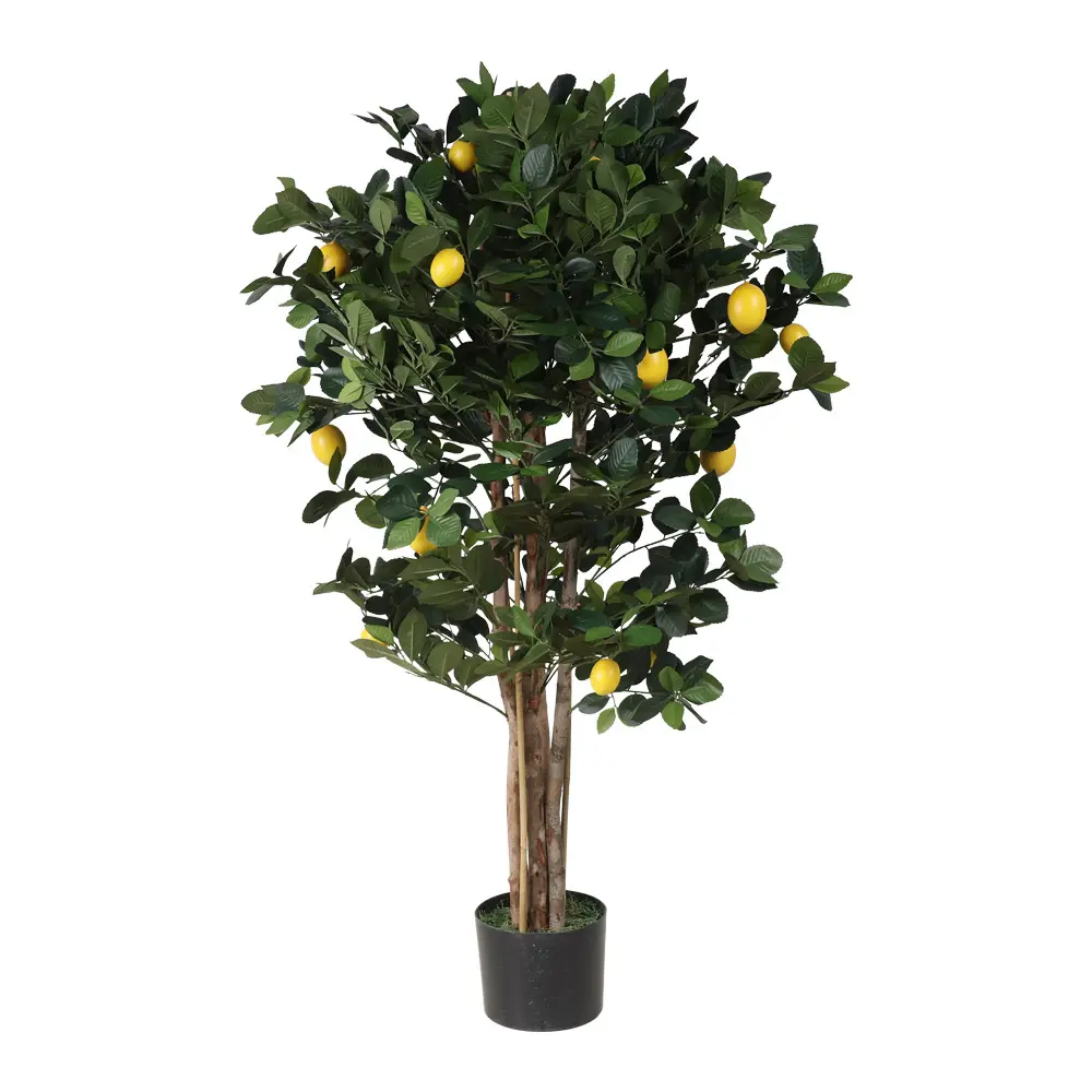 Limonero Con Maceta 120cm