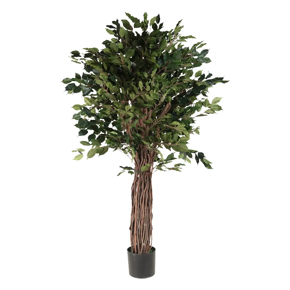 180cm Ficus con meceta