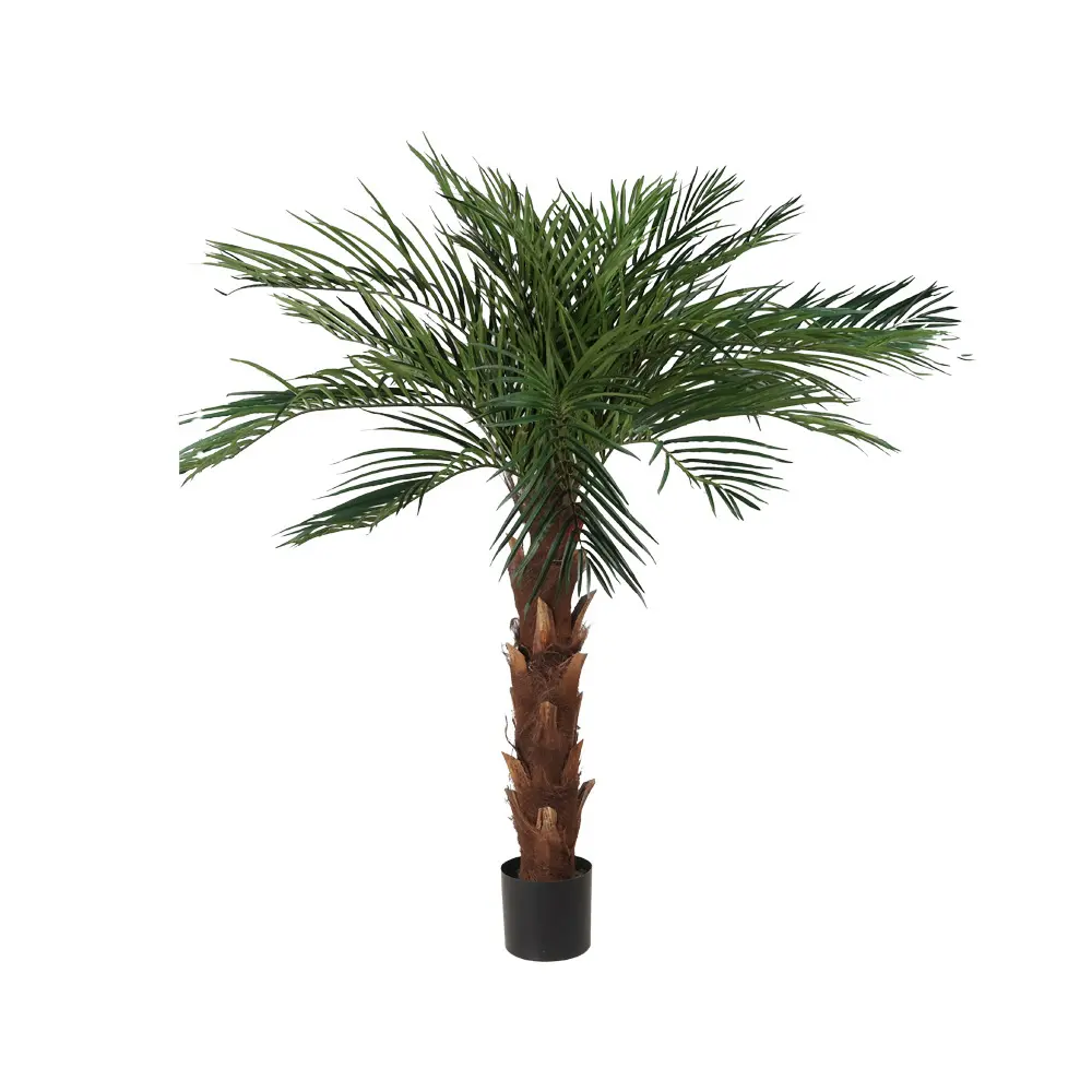 170cm Areca palm con meceta