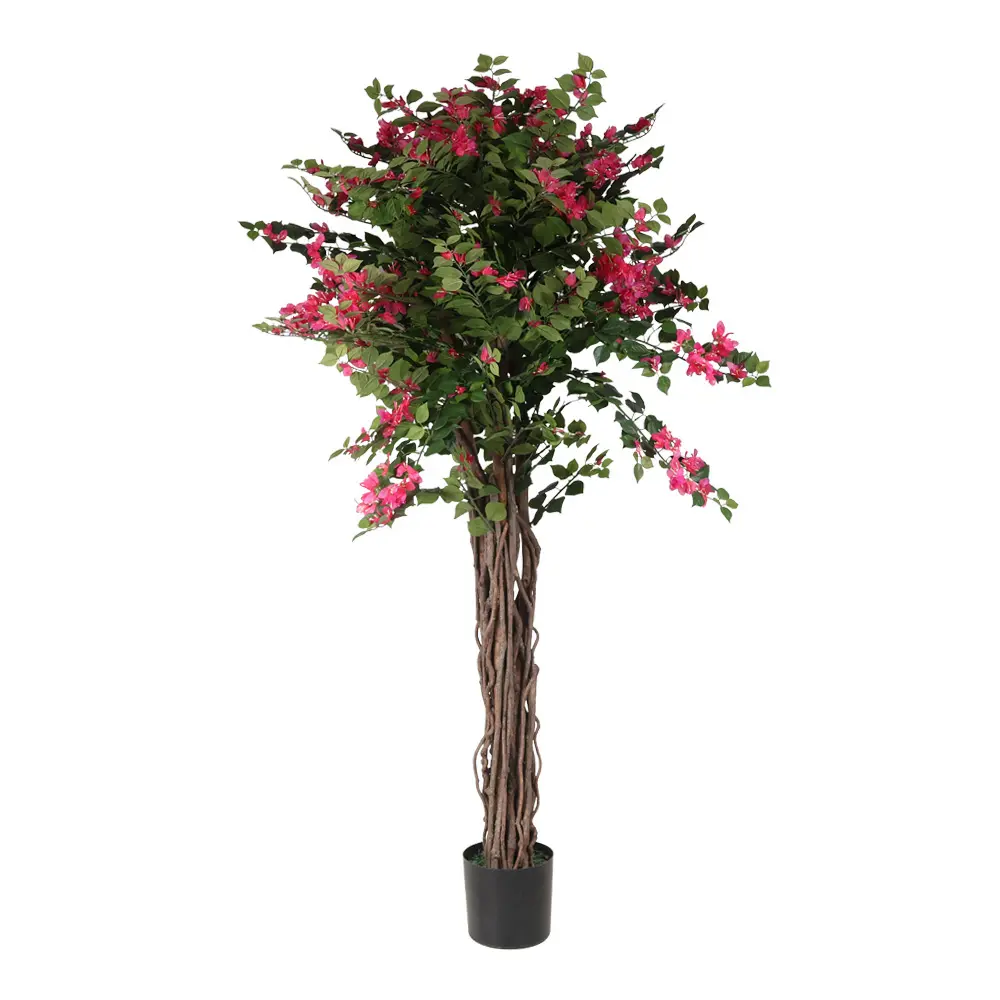 180cm Bougainvillea con meceta