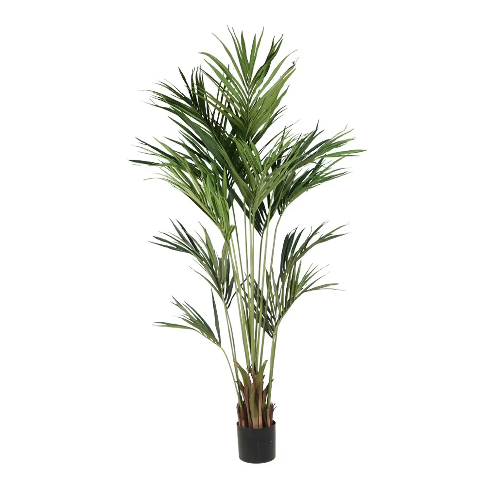 210cm Kentia palm con meceta