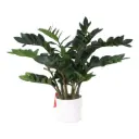 Zamioculcas en Maceta 75cm