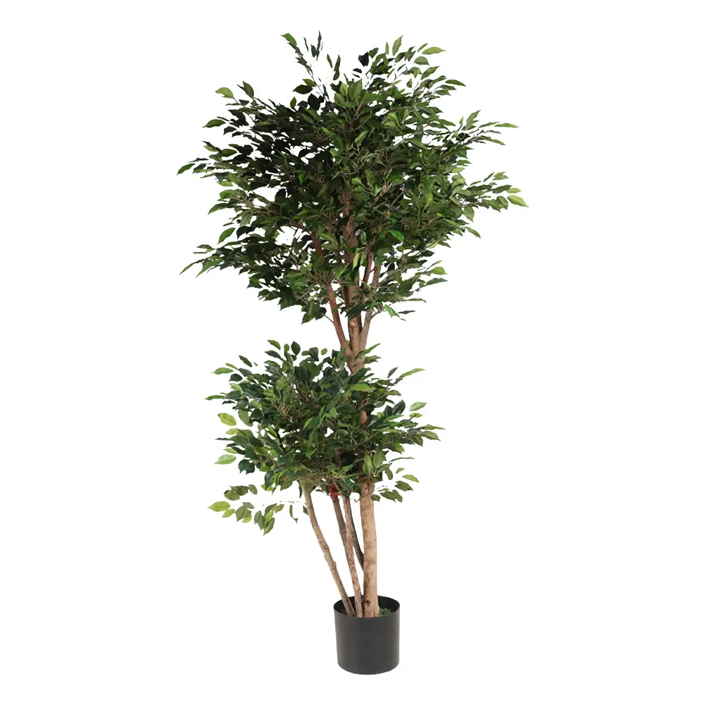 185cm Mini ficus tree con meceta