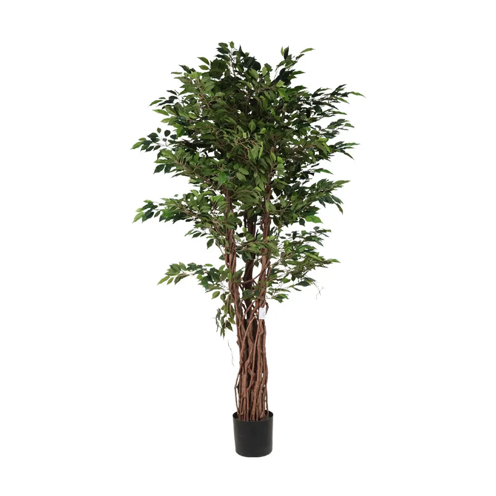 180cm Mini ficus tree con meceta