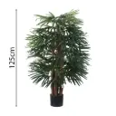 Raphis Palm Con Maceta 120cm