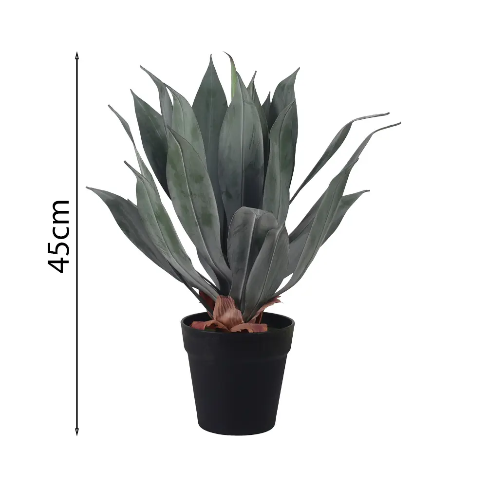 Planta de Agave Esmeralda de 45 cm en Maceta con 24 Hojas