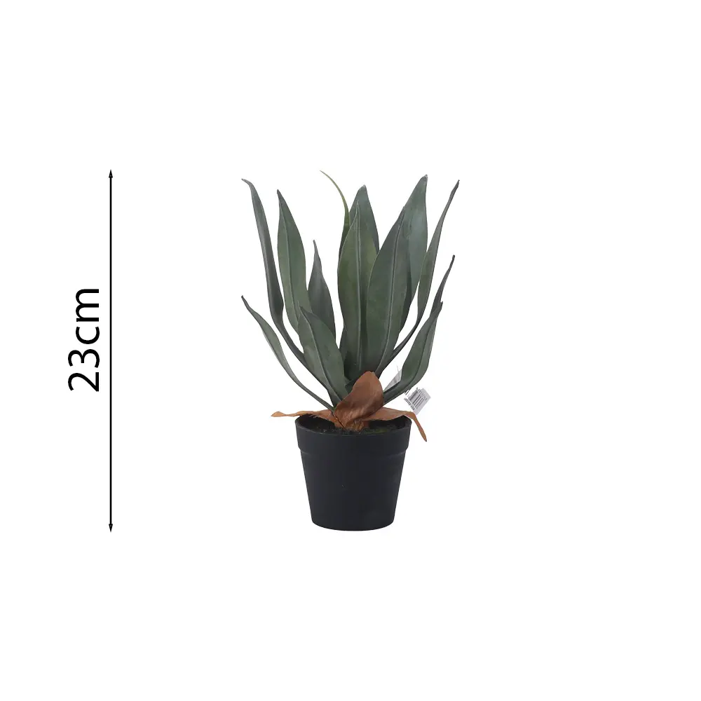 Planta de Agave Esmeralda de 23cm en Maceta