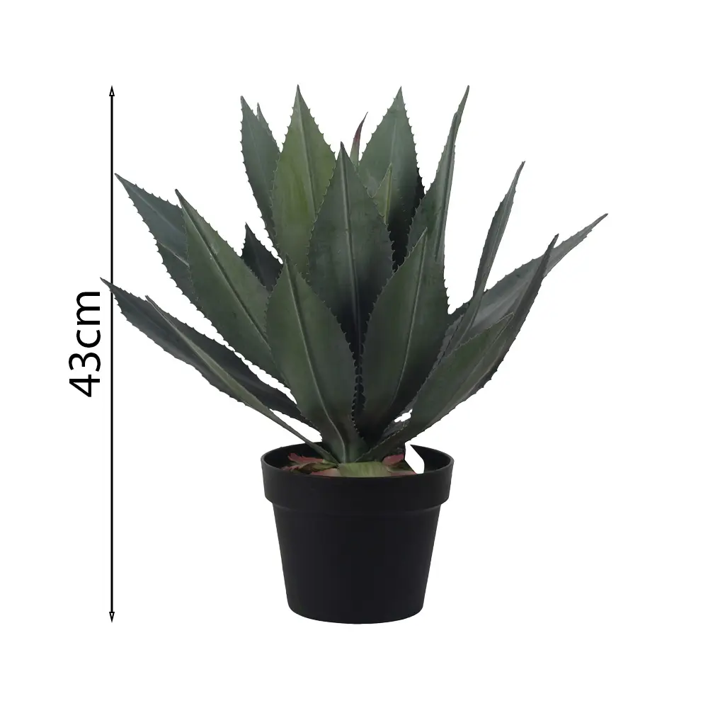 Planta de Agave Esmeralda de 43cm en Maceta