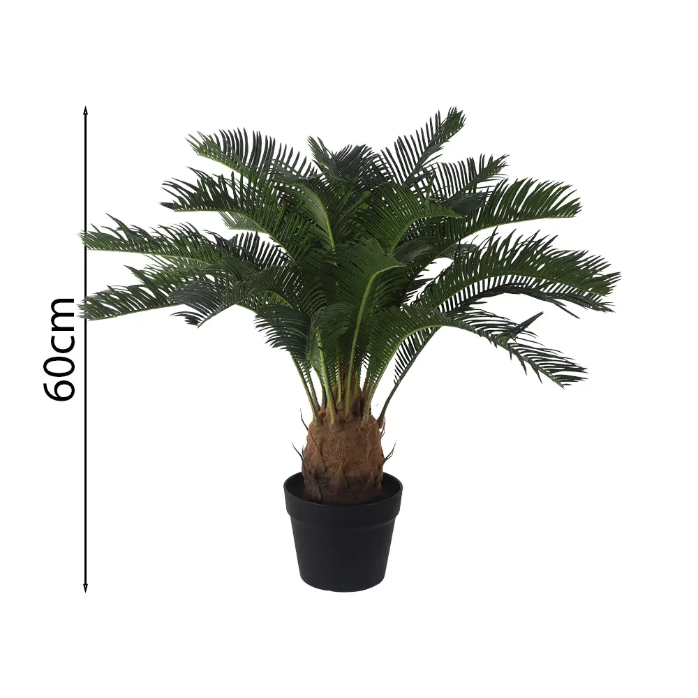 Planta Cyca 60cm