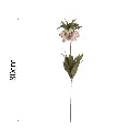 Vara Fritilaria 80cm