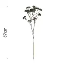 Vara Milenrama 67cm