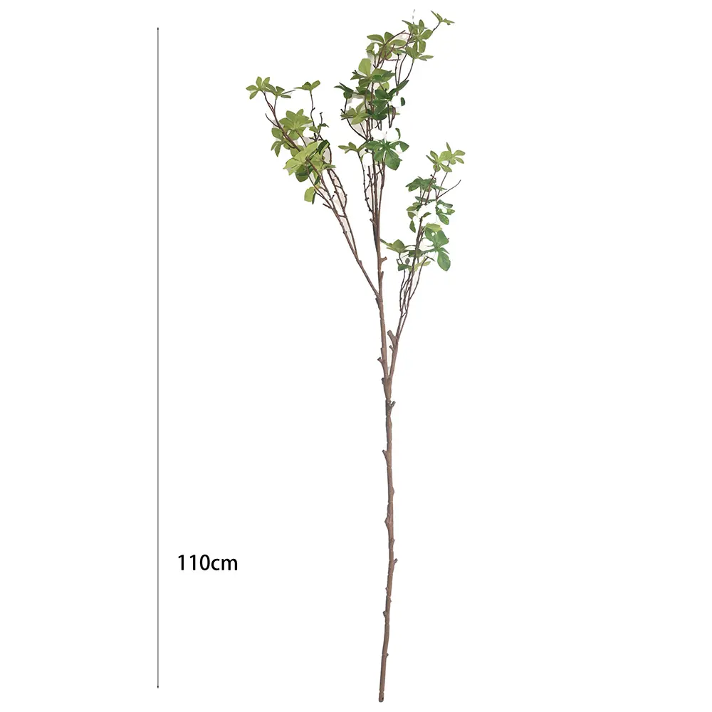 VARA Enkianthus perulatus 110CM