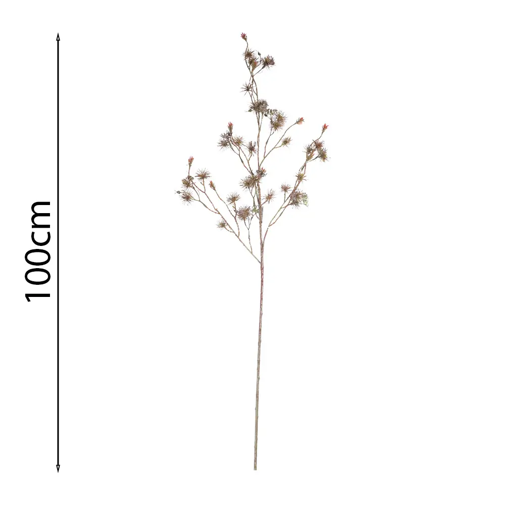 Vara de Talictro