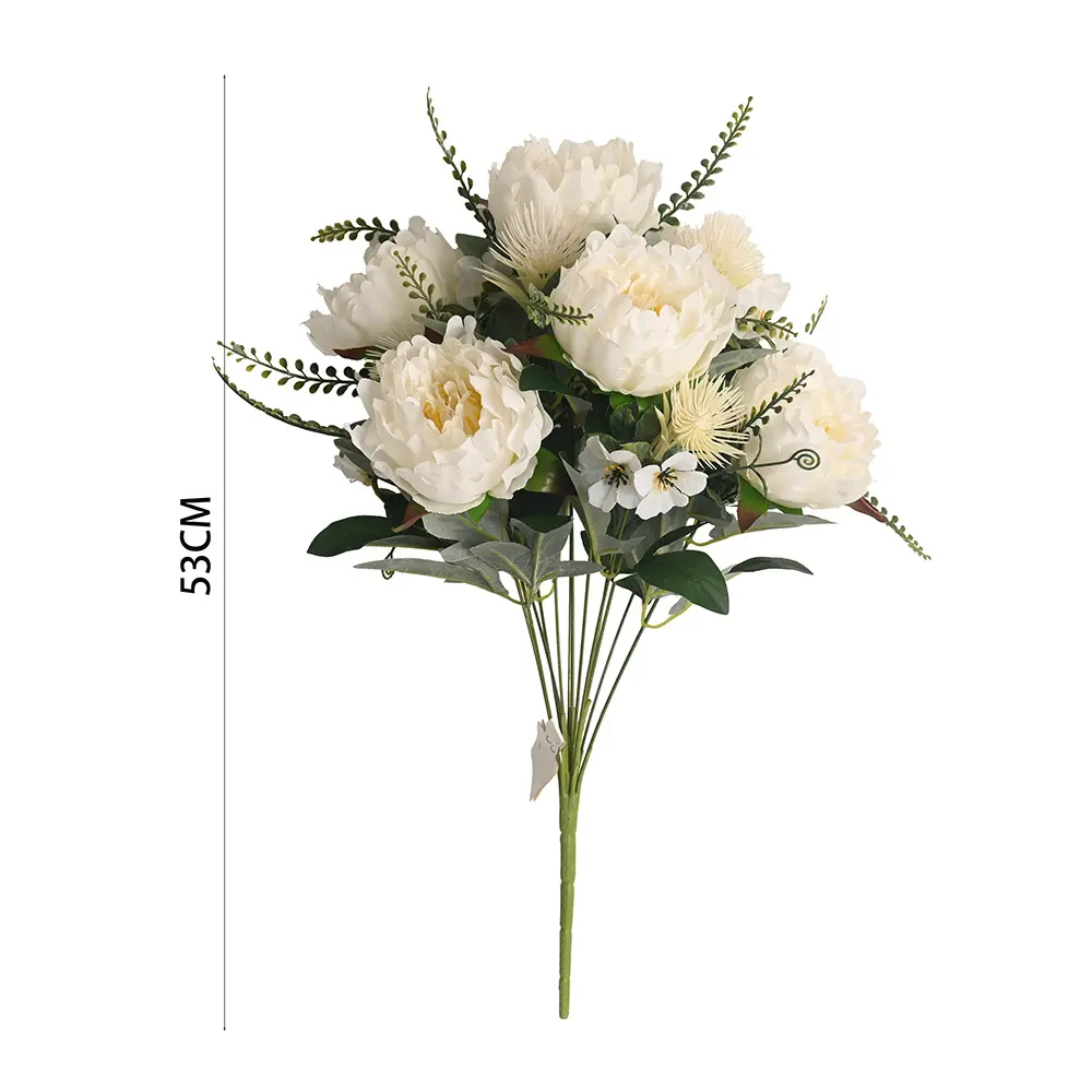 Chinese Peony bush X 13